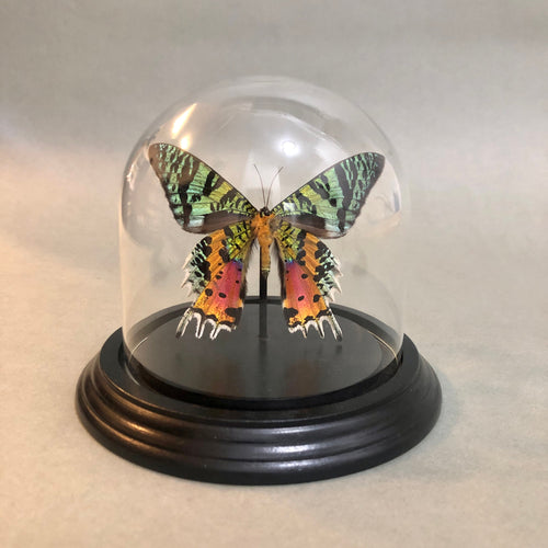 Real Sunset Moth in Glass Dome