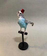 Taxidermy Blue Parakeet with Fez