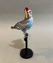 Taxidermy Blue Parakeet with Fez