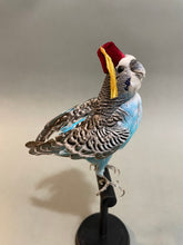 Taxidermy Blue Parakeet with Fez