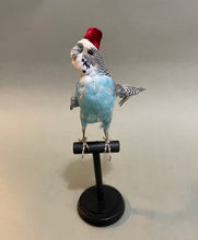 Taxidermy Blue Parakeet with Fez