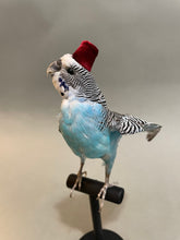 Taxidermy Blue Parakeet with Fez