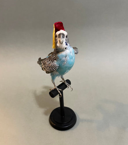 Taxidermy Blue Parakeet with Fez