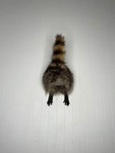 Taxidermy Raccoon Butt Bottle Opener