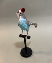 Taxidermy Blue Parakeet with Fez