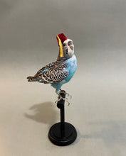 Taxidermy Blue Parakeet with Fez