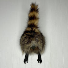 Taxidermy Raccoon Butt Bottle Opener