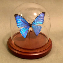 Real Butterflies in Bell Jar