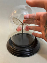 Real Butterflies in Bell Jar