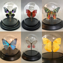 Real Butterflies in Bell Jar