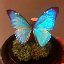 Real Butterflies in Bell Jar