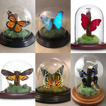 Real Butterflies in Bell Jar