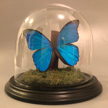Real Butterflies in Bell Jar