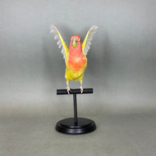 Taxidermy Lovebird with Open Wings