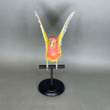 Taxidermy Lovebird with Open Wings