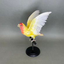 Taxidermy Lovebird with Open Wings