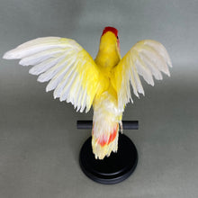 Taxidermy Lovebird with Open Wings