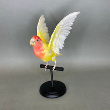 Taxidermy Lovebird with Open Wings