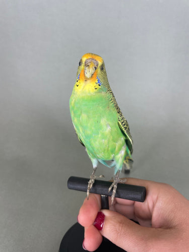 Taxidermy Parakeet Green Yellow Orange