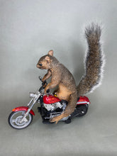 Taxidermy Squirrel Riding Harley