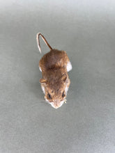 Taxidermy Field Mouse On all Fours