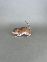 Taxidermy Field Mouse On all Fours