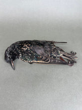 Taxidermy Starling Dead Mount Bird Prop