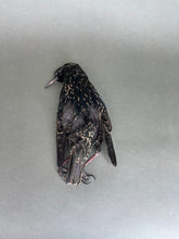 Taxidermy Starling Dead Mount Bird Prop