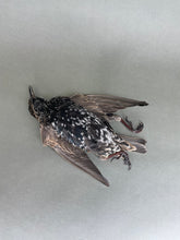 Taxidermy Starling Dead Mount Bird Prop