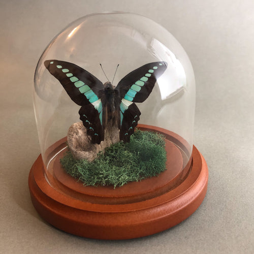 Real Blue Butterfly in Glass Dome
