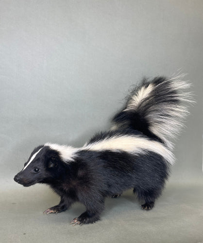 Taxidermy Skunk