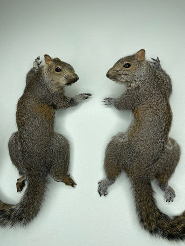 Pair of Taxidermy Gray Squirrels Wall Mounts