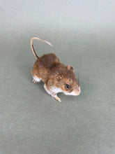 Taxidermy Field Mouse On all Fours