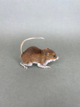 Taxidermy Field Mouse On all Fours