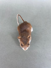 Taxidermy Field Mouse On all Fours