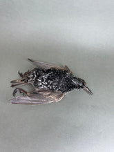 Taxidermy Starling Dead Mount Bird Prop