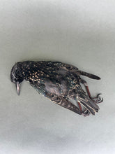 Taxidermy Starling Dead Mount Bird Prop