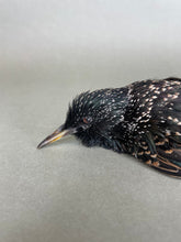 Taxidermy Starling Dead Mount Bird Prop