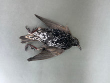 Taxidermy Starling Dead Mount Bird Prop