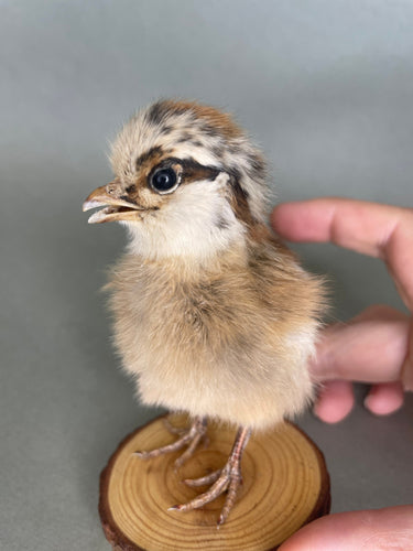Taxidermy Baby Chick