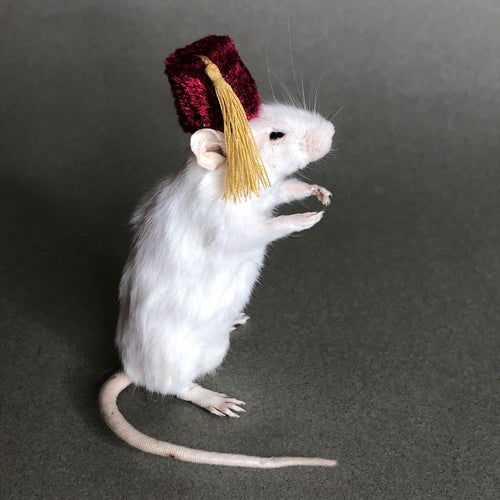 Taxidermy Mouse with Fez